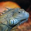 iguana